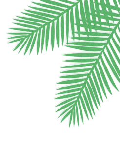 palm leaves